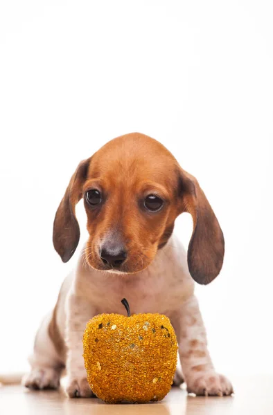 Image Dog Gold Apple — Stock Photo, Image