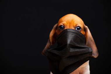 Köpek maskesi koyu arkaplan 
