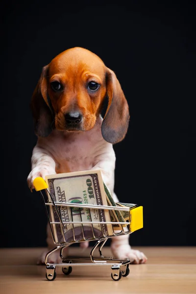 Afbeelding Van Hond Geld Trolley Donkere Achtergrond — Stockfoto