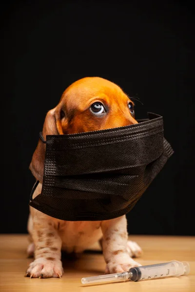 Afbeelding Van Hond Masker Spuit Donkere Achtergrond — Stockfoto