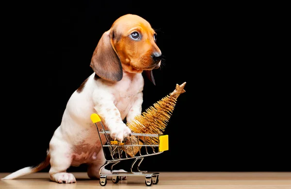 Imagem Cão Trole Abeto Fundo Escuro — Fotografia de Stock