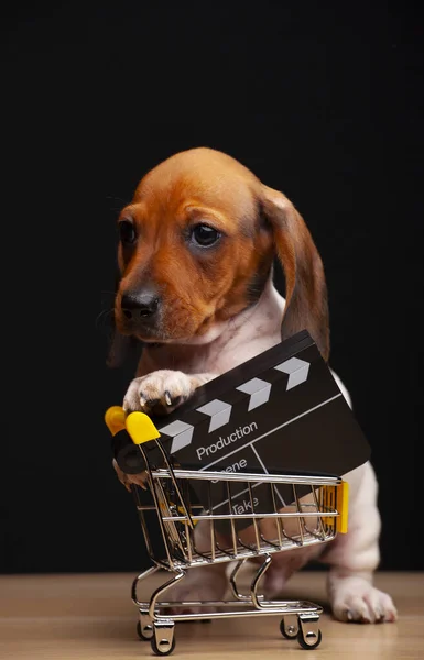 Imagen Perro Clapper Board Trolley Fondo Oscuro — Foto de Stock