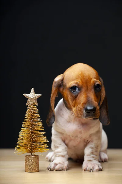 犬モミの木の暗い背景の画像 — ストック写真