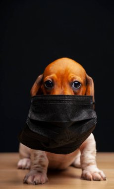 Köpek maskesi koyu arkaplan 