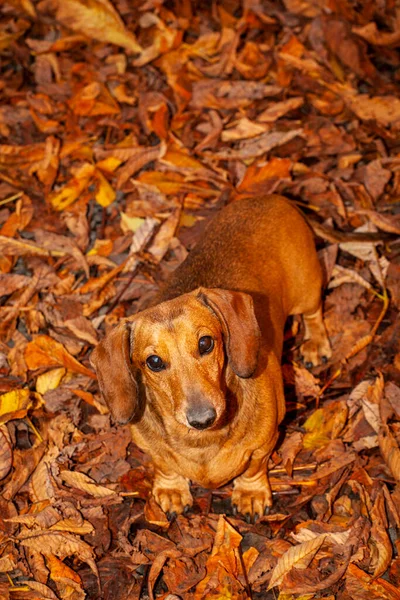 Image Dog Autumn Leaf — Stock Photo, Image