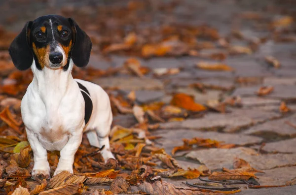 Изображение Осеннего Листа Собаки — стоковое фото
