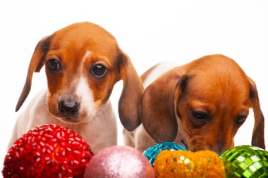 Köpek yeni yıl resmi oyuncak beyaz arkaplan 