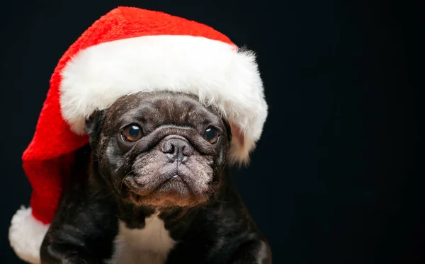 Imagen Perro Sombrero Fondo Oscuro — Foto de Stock