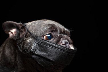 Köpek koyu arkaplan resmi 
