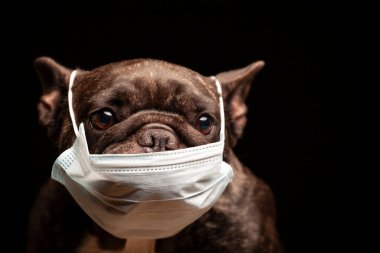 Köpek koyu arkaplan resmi 
