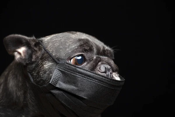 Afbeelding Van Hond Donkere Achtergrond — Stockfoto
