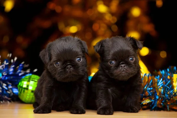 Imagem Cão Brinquedo Ano Novo — Fotografia de Stock