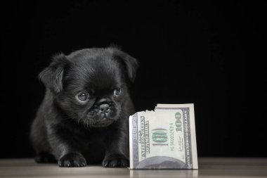 Köpek parası görüntüsü koyu arkaplan 