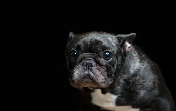 Afbeelding Van Hond Donkere Achtergrond — Stockfoto