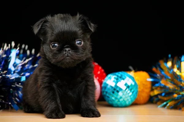 Imagen Perro Juguete Año Nuevo —  Fotos de Stock