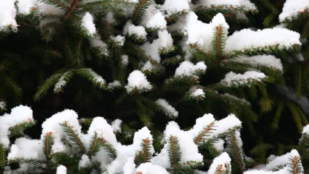 Beeldmateriaal Van Dennenbomen Sneeuw — Stockvideo