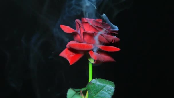 Footage Flower Smoke Dark Background — Stock Video