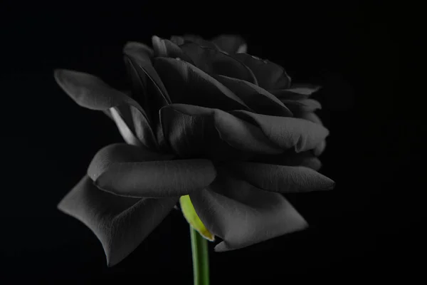 Obraz Kwiat Ciemne Tło — Zdjęcie stockowe