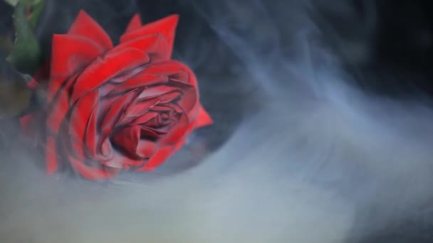 花の煙の映像暗い背景 — ストック動画
