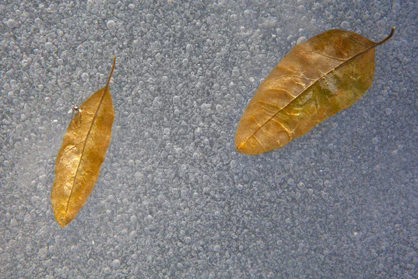 Imagen Hoja Lago Congelada — Foto de Stock