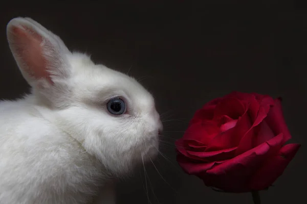 Bild Von Kaninchen Blume Dunklen Hintergrund — Stockfoto