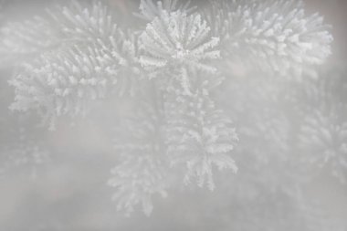 köknar ağacı karının resmi