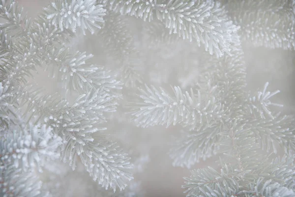 Afbeelding Van Dennenboom Sneeuw — Stockfoto