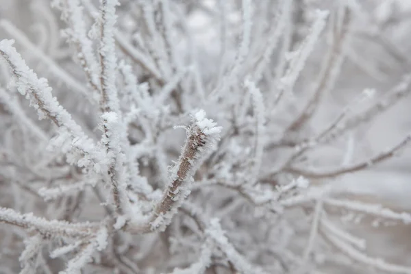 Image Tree Snow Background — Stock Photo, Image