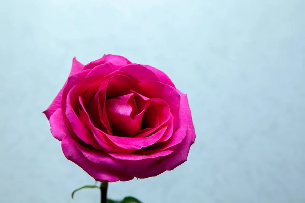 Immagine Fiore Sfondo Bianco — Foto Stock