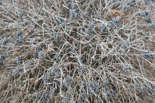 Image Berry Snow Background — Stock Photo, Image