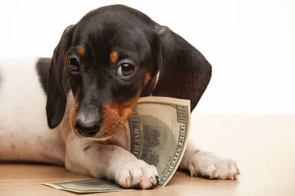 Afbeelding Van Hond Geld Witte Achtergrond — Stockfoto