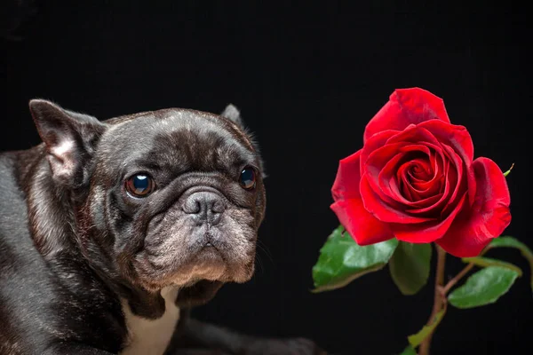 Afbeelding Van Hond Bloem Donkere Achtergrond — Stockfoto