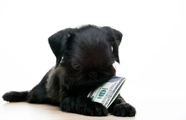 Image Dog Money White Background — Stock Photo, Image