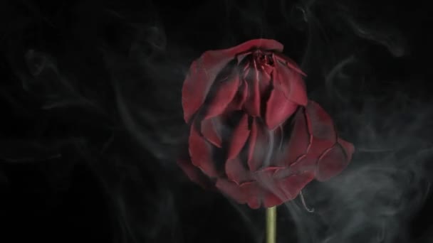 Imágenes Humo Flor Fondo Oscuro — Vídeo de stock