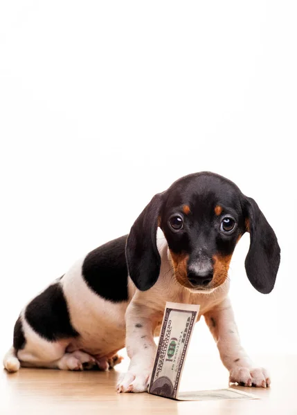 Afbeelding Van Hond Geld Witte Achtergrond — Stockfoto