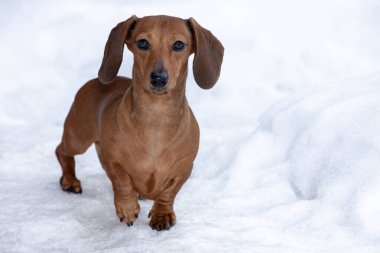 Köpek kar arkaplanı görüntüsü 