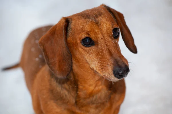 Bild Des Hundes Schnee Hintergrund — Stockfoto