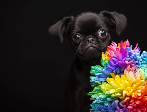 Köpek Çiçeği Resmi Koyu Arkaplan — Stok fotoğraf