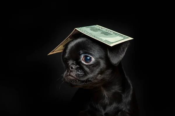 Afbeelding Van Hond Geld Donkere Achtergrond — Stockfoto