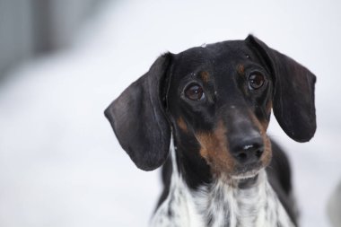Köpek kar arkaplanı görüntüsü 