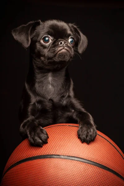 Bild Des Hundes Basketball Dunklen Hintergrund — Stockfoto