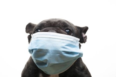Köpek maskesi beyaz arkaplan resmi 