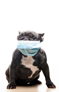 Köpek maskesi beyaz arkaplan resmi 