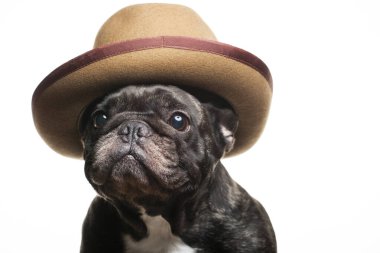 Köpek şapkası beyaz arkaplan resmi 