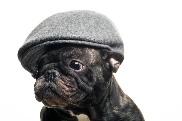 Image Dog Cap White Background — Stock Photo, Image