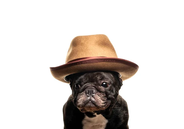 Bild Des Hundes Hut Weißen Hintergrund — Stockfoto