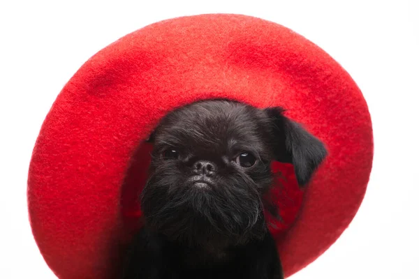 Imagen Del Sombrero Perro Fondo Blanco —  Fotos de Stock