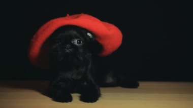 Köpek şapkası koyu arkaplan görüntüleri 
