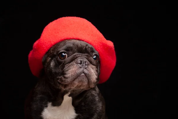 Imagen Perro Sombrero Fondo Oscuro —  Fotos de Stock