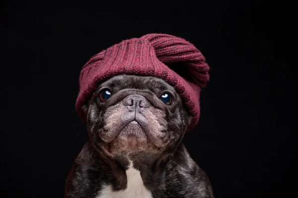 Imagen Perro Sombrero Fondo Oscuro — Foto de Stock